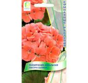 Цветы Пеларгония Люстра Салмон (Поиск)