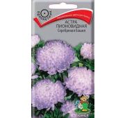 Цветы Астра Серебряная Башня (Поиск)