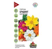 Цветы Георгина Бриджит (Гавриш)
