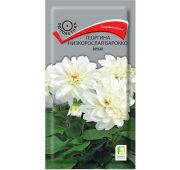 Цветы Георгина Барокко Белая (Поиск)
