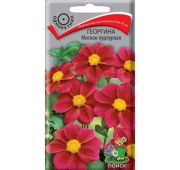 Цветы Георгина Мигнон пурпурная (Поиск)