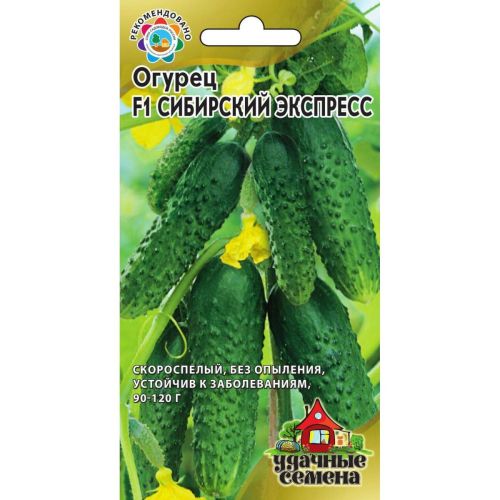 Огурцы сибирский экспресс отзывы фото Огурцы сибирский экспресс отзывы фото