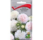 Цветы Астра Аполлония крем-брюле (Поиск)