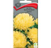 Цветы Астра Золотая коготковая (Поиск)