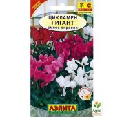 Цветы Цикламен Гигант (Аэлита)