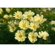 Цветы Космос Желтые Облака(ЕСМ)