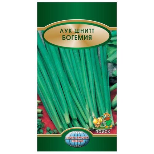 Лук шнитт Богемия (Поиск)