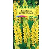 Цветы Люпин желтое Пламя (Гавриш)