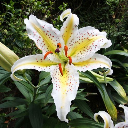 Лилия восточная фото названия Лилия восточная фото названия