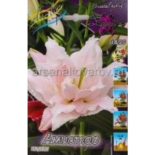 Купить редкие луковицы лилии Ваш сад Питомник Ника Nikaland