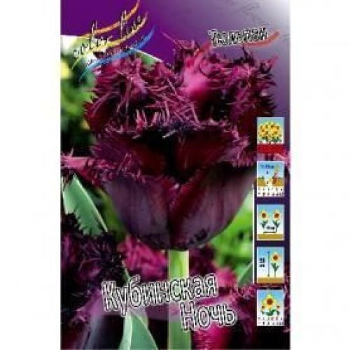 Кубинская ночь тюльпан фото Кубинская ночь тюльпан фото