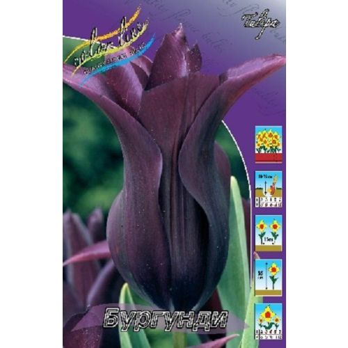 Тюльпан Бургунди (лилиецв) 1 шт.