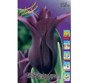 Тюльпан Бургунди (лилиецв) 1 шт.