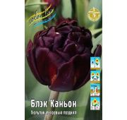 Тюльпан Блэк Каньон (махр.поздн) 1 шт.