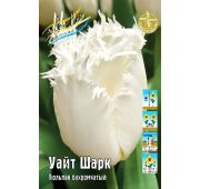 Тюльпан Уайт Шарк (бахром) 1шт.