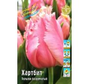 Тюльпан Хартбит (бахром) 1шт