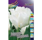 Тюльпан Кардинал Мидцентри (махр.ранн) 1 шт.