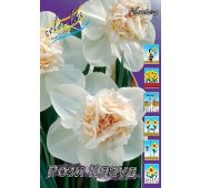 Нарцисс Рози Клауд махр 1 шт