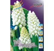 Мускари Уайт Меджик 1шт