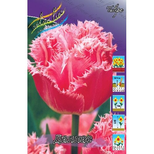Тюльпан Даллас (бахром) 1шт