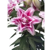 Лилия Roselily® Нова (вост махр) 1 шт (КЛ)