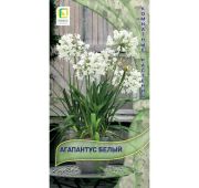 Цветы Агапантус Белый (Поиск)