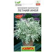 Цветы Цинерария Летний Иней (Аэлита)