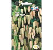 Цветы Бриза Аллегро Максима (Седек)