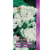 Цветы Тысячелистник Васюринский (Поиск)