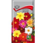 Цветы Георгина Мигном микс (Поиск)