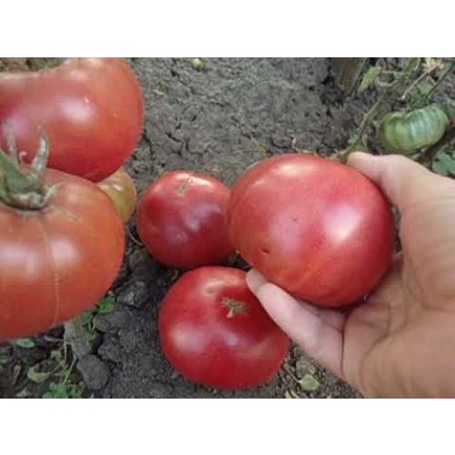 Алтайский розовый томат фото Алтайский розовый томат фото