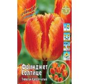 Тюльпан Фринджет Солтице (бахр) 1шт