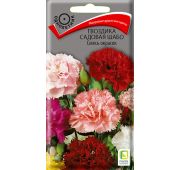 Цветы Гвоздика садовая Шабо смесь (Поиск)