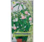 Цветы Мимоза Стыдливая(Поиск)
