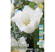 Тюльпан Сигнатюр (бахром) 1шт