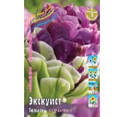 Тюльпан Экскуист (2-й эффект) 1 шт.