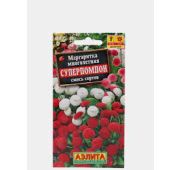 Цветы Маргаритка Суперпомпон (Аэлита)