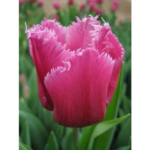 Louvre тюльпан фото Louvre тюльпан фото