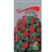Цветы Настурция Красота Индии (Поиск)
