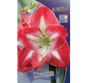 Амариллис Минерва 1 шт.