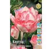 Тюльпан Картуш (махр.ранн) 1 шт.