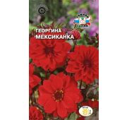Цветы Георгина Мексиканка (Седек)