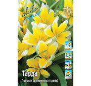 Тюльпан Тарда (ботан) 1 шт.