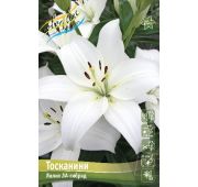 Лилия ТОСКАНИНИ (ЛА) 1шт