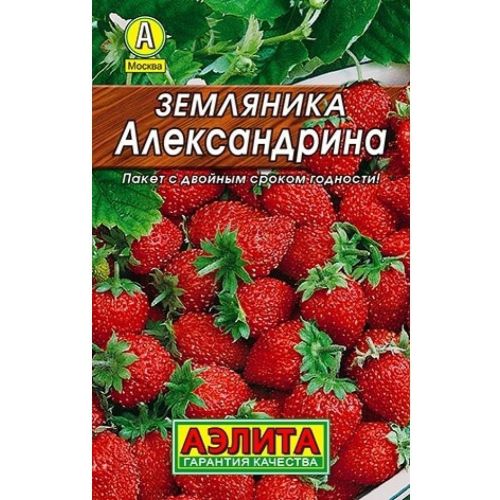 Земляника Александрина (Аэлита) Лидер