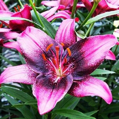 Фотографии азиатских лилий Пурпл Марбл Зеленый рай Фотогалерея природы на dia-lo