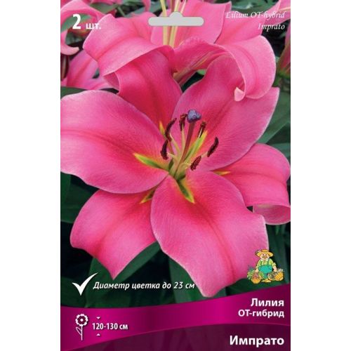 Лилия Макизо, 14/16, ОТ Лилии. Декоративноцветущие луковицы, рассада и саженцы