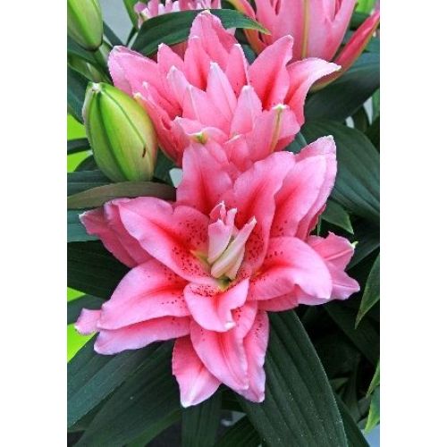 Лилия виола фото и описание Лилия виола фото и описание