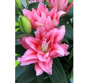 Лилия Roselily® Виола 5шт