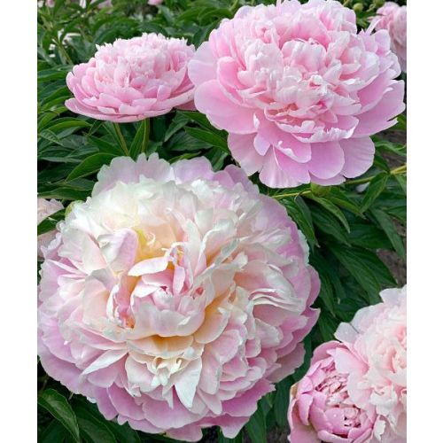 Пион мунстоун фото